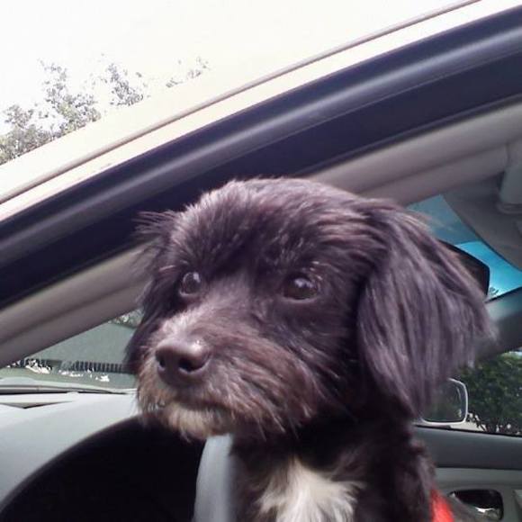 Meet your Posher, Tammy - Picture 1 of 1